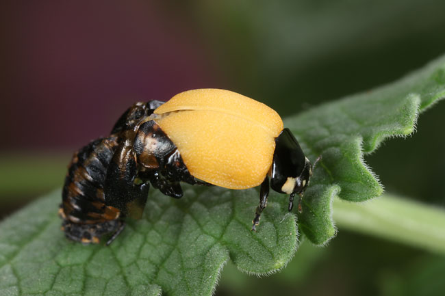 ナナホシテントウの羽化