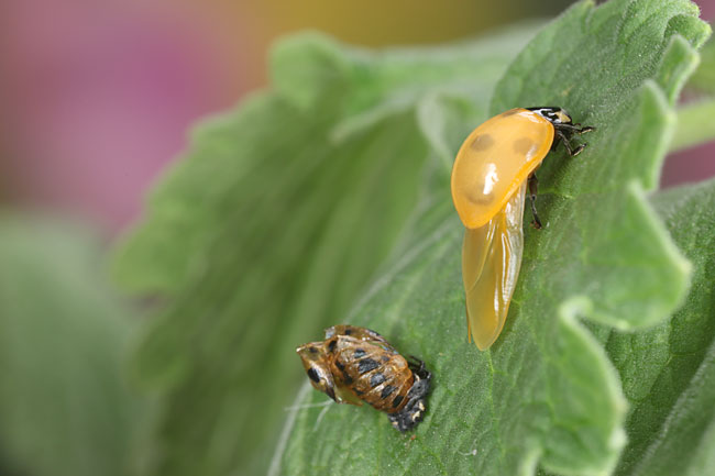 再びナナホシテントウの羽化