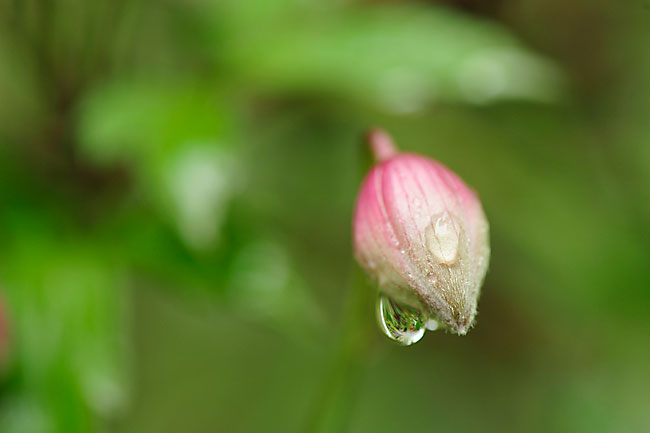 クレマチスのつぼみ