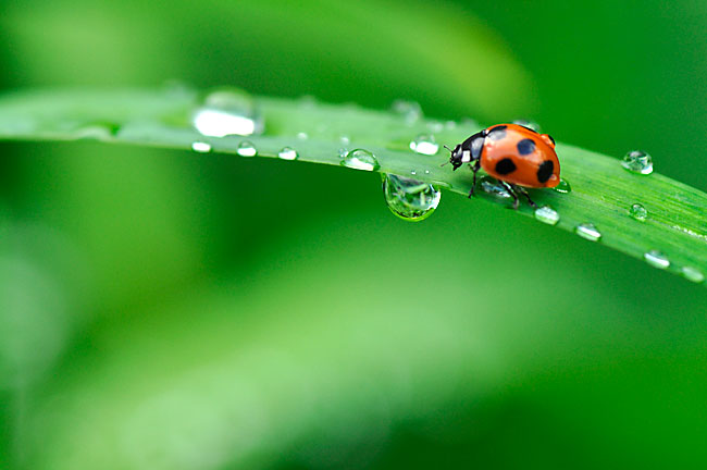 雨の日のナナホシテントウ
