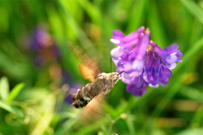 春のホウジャク