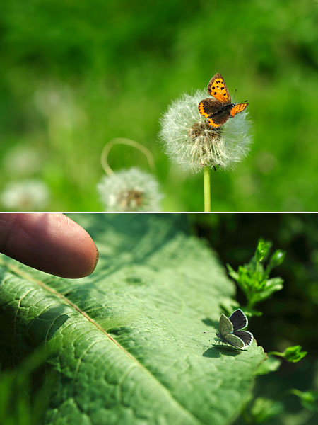 小さなツバメシジミ