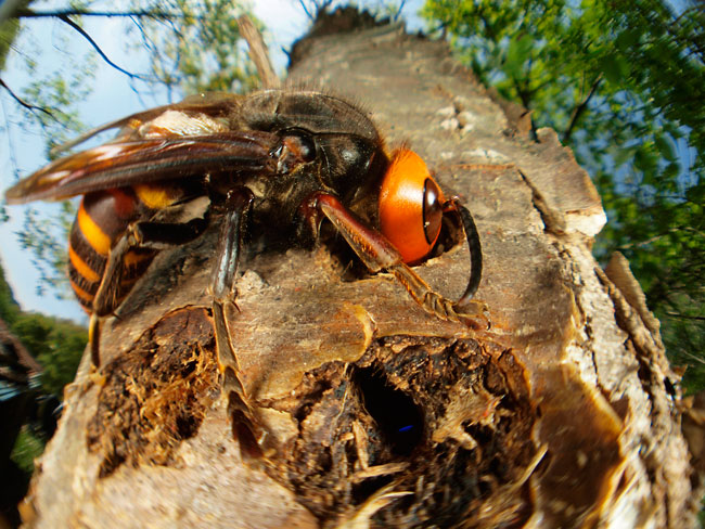 スズメバチの女王