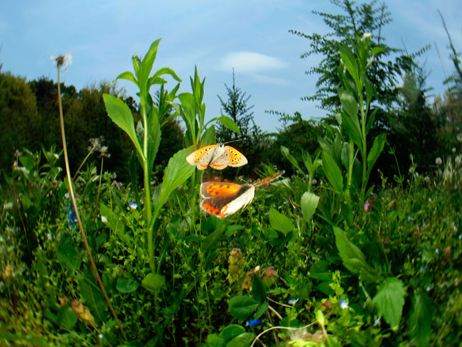 ベニシジミのテリトリー争い