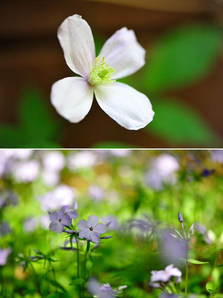 クレマチスのつぼみ