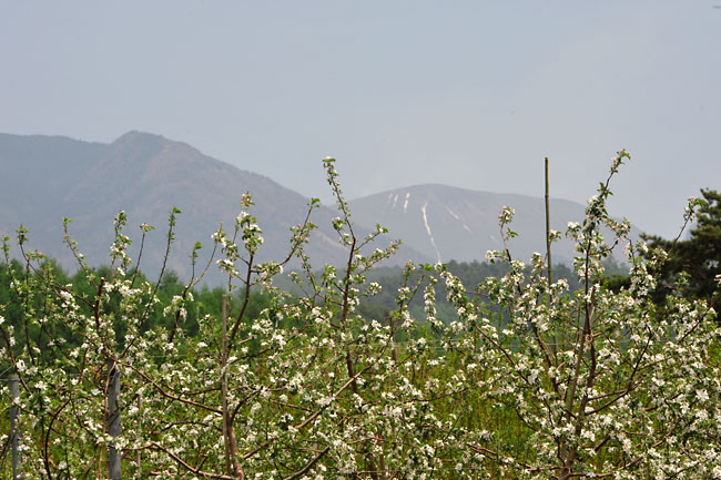 リンゴ畑と浅間