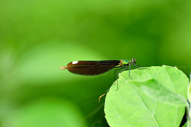 アオハダトンボ