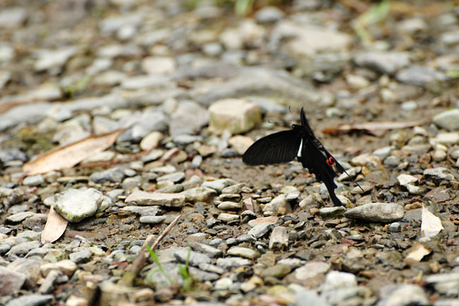 オナガアゲハの吸水