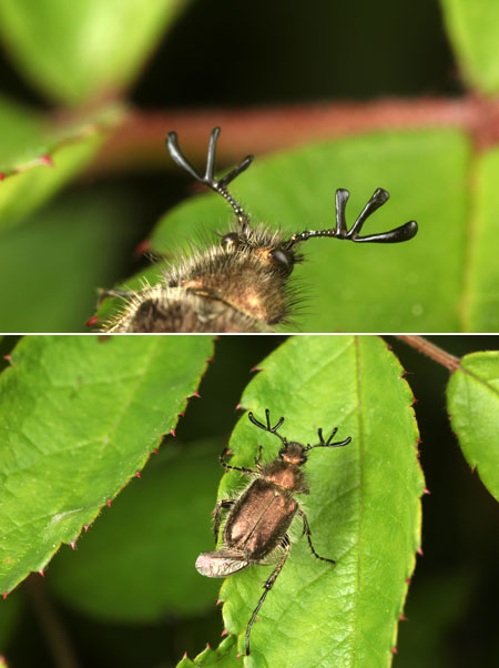 ヒゲブトハナムグリ