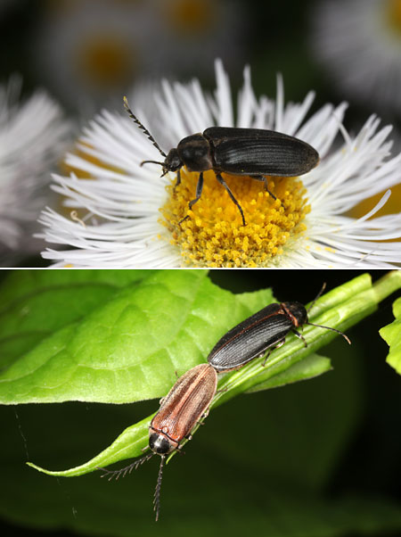 ヒゲナガハナノミの交尾