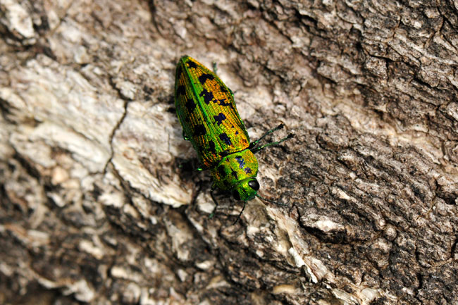 クロホシタマムシ