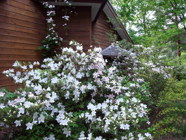 クレマチスが満開