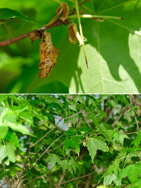 ミスジチョウの蛹