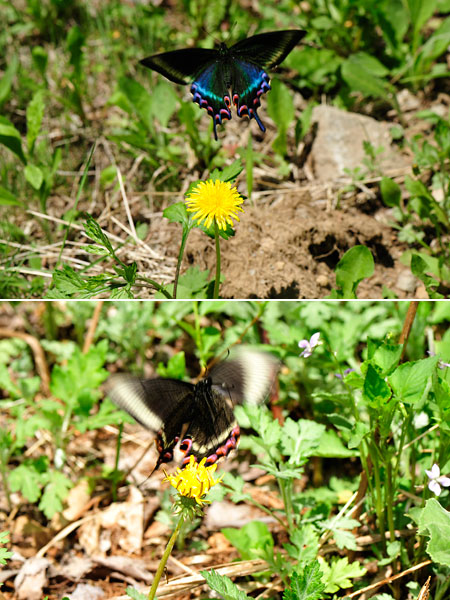 タンポポに来たミヤマカラスアゲハ