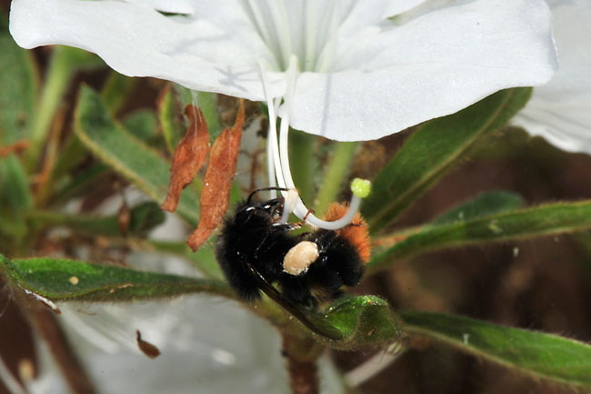 マルハナバチの花粉集め