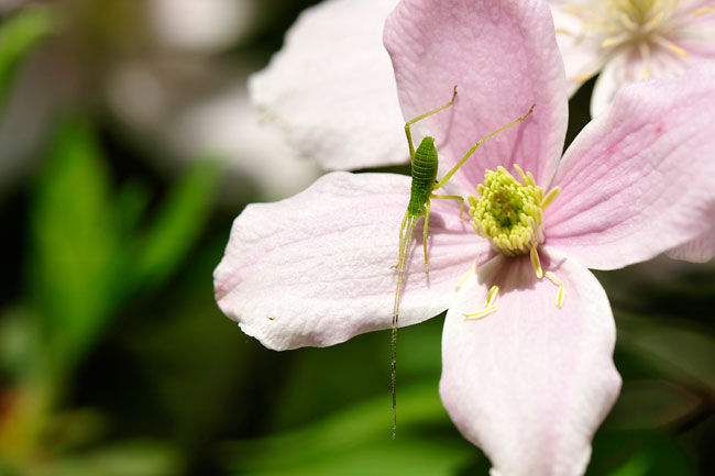 エゾツユムシの幼虫