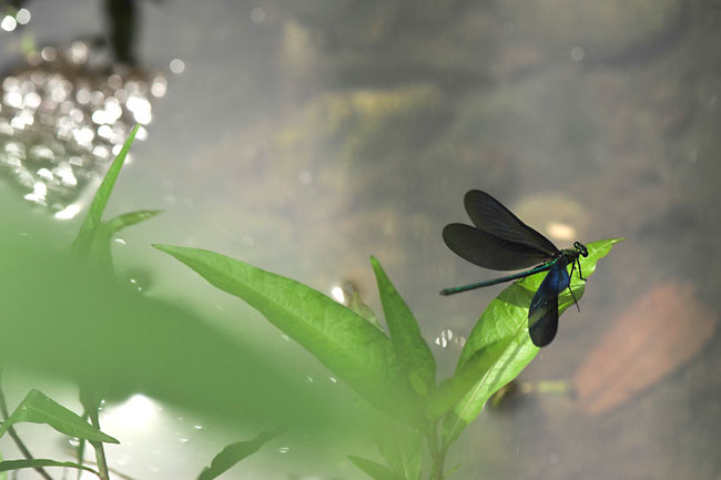 アオハダトンボ