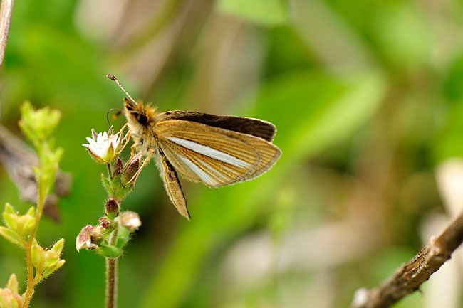 ギンイチモンジセセリ