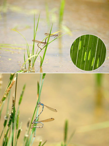 オツネントンボとホソミオツネントンボの産卵