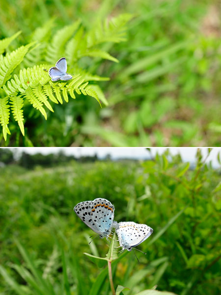 オオルリシジミ