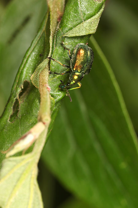 エノキの葉を巻くドロハマキチョッキリ