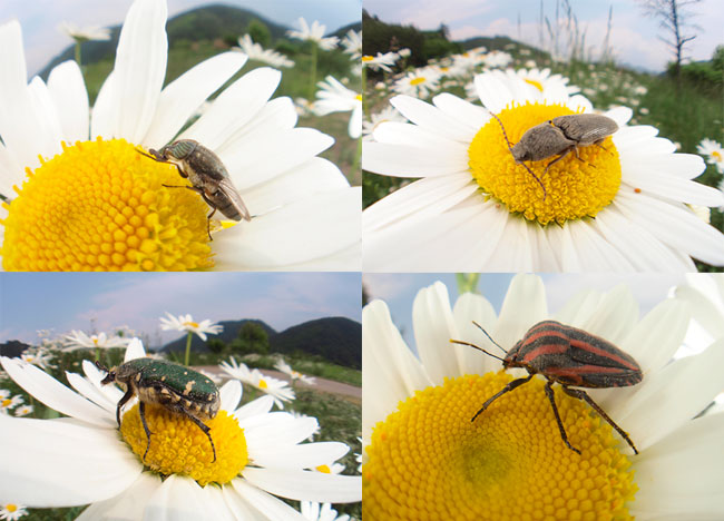 フランスギクに来た虫
