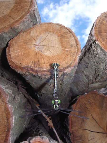 コサナエの交尾