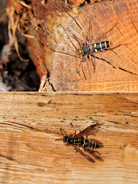 クリストフコトラカミキリの擬態