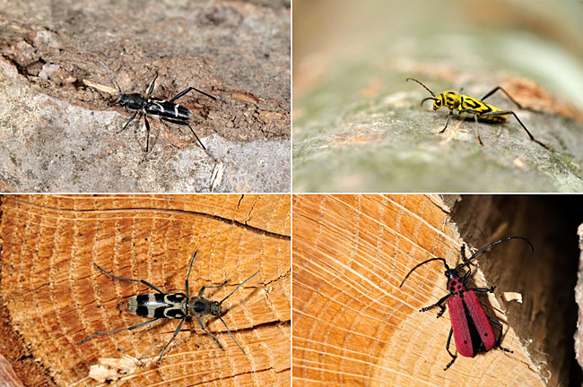 薪に集まるカミキリムシ