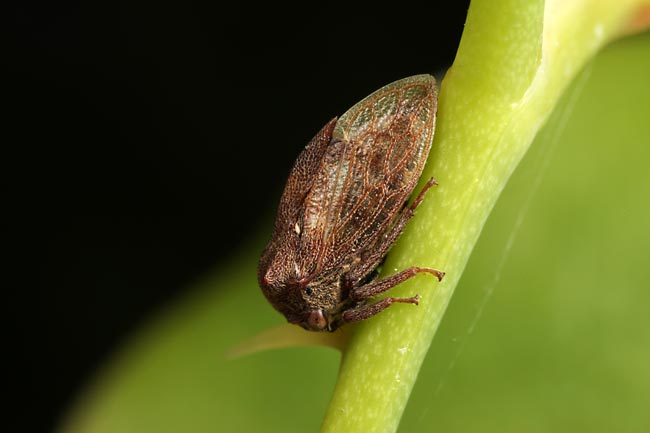 トビイロツノゼミ