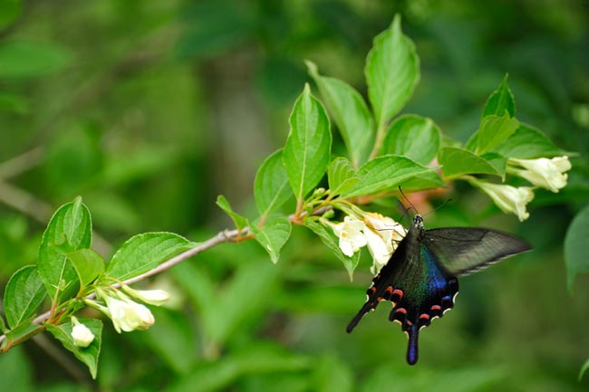 カラスアゲハのメス
