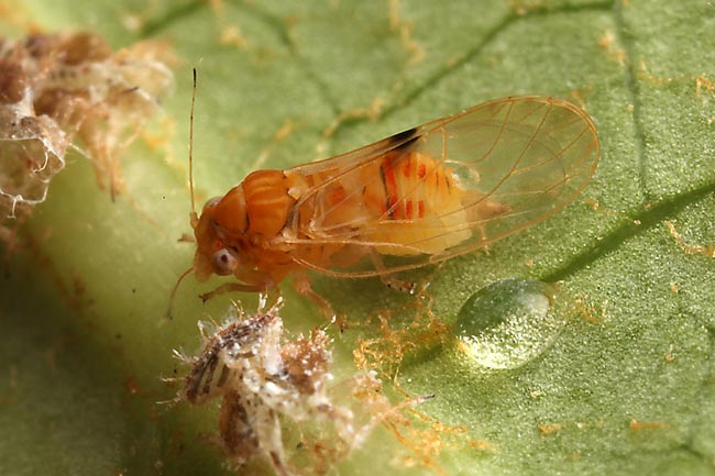 ヤツデキジラミ