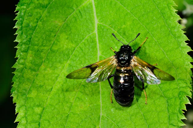 コンボウハバチ