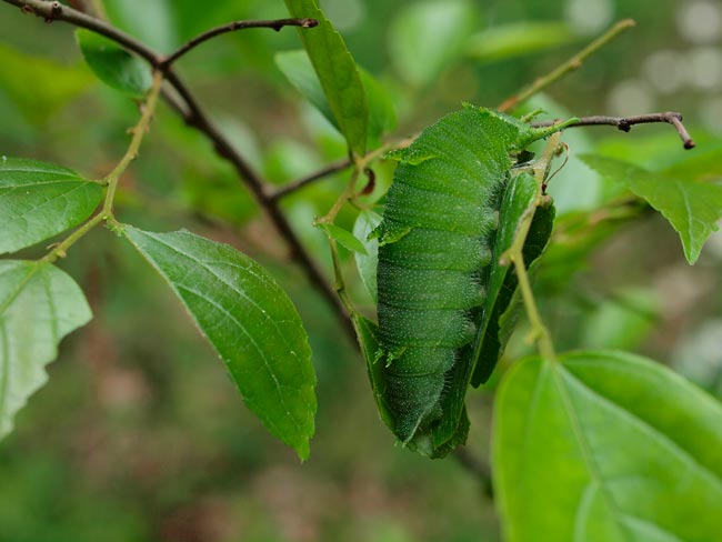 オオムラサキの幼虫はそろそろ蛹に