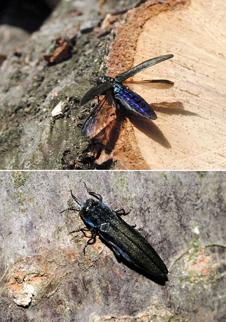 クロナガタマムシ