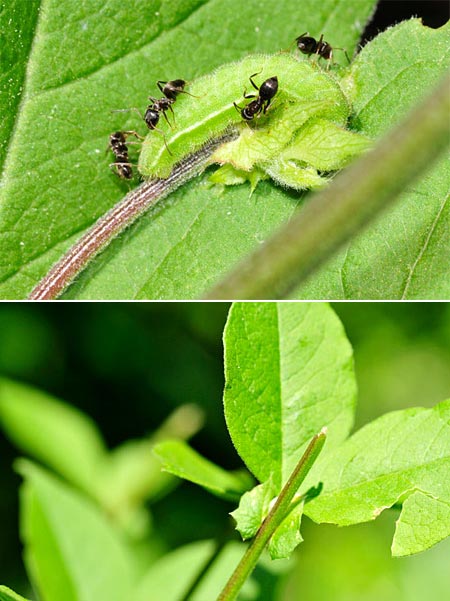 アサマシジミの幼虫