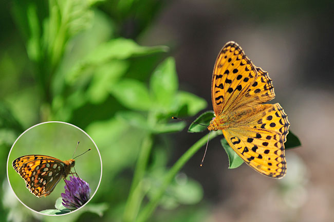 ギンボシヒョウモン