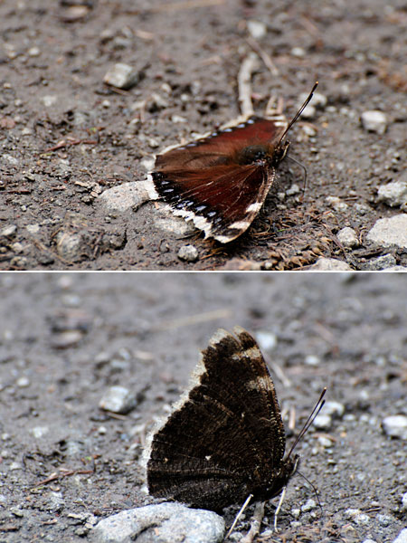 ぼろぼろのキベリタテハ