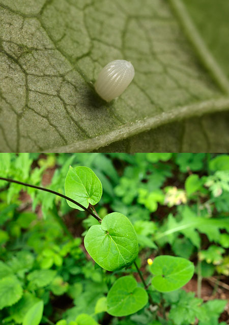 アサギマダラの卵