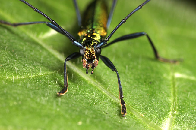 ミドリカミキリ
