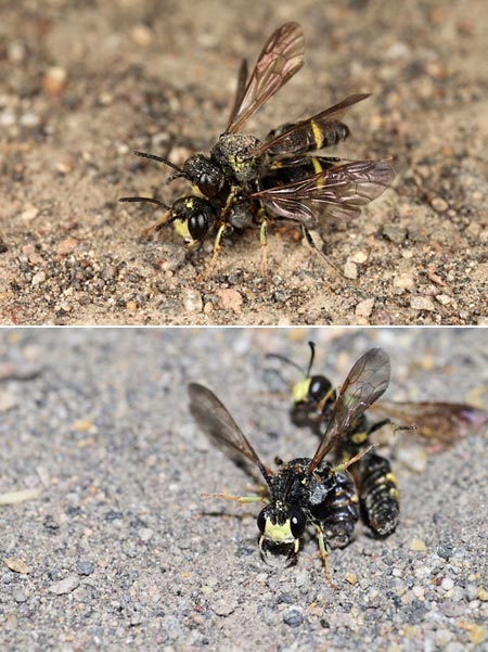 ツチスガリの交尾