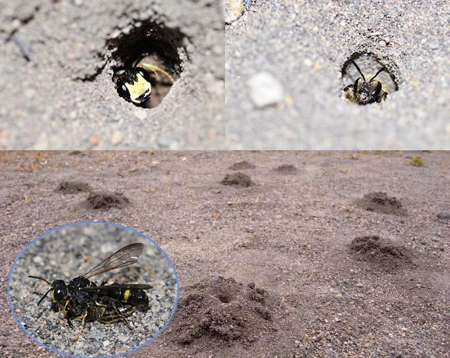 ツチスガリとコハナバチ