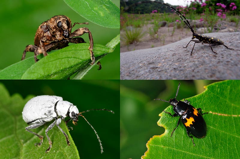 甲虫たち（ヨツボシボミムシダマシなど）