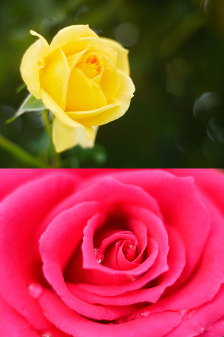 マクロスイターでバラを撮る