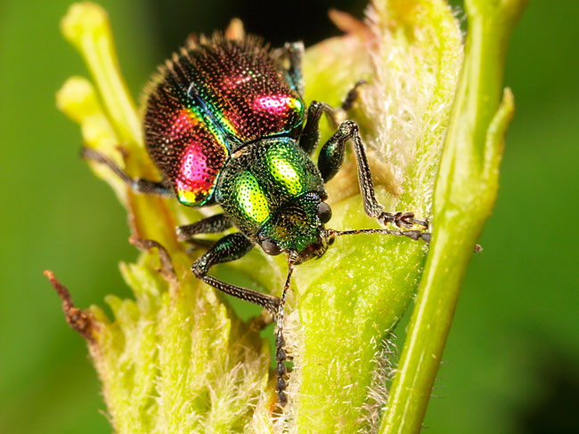 アカガネサルハムシ