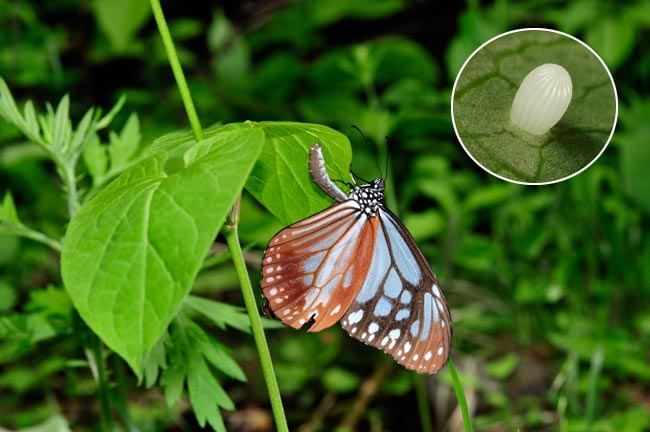 アサギマダラの産卵