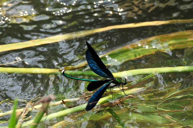 メスを誘うアオハダトンボのオス
