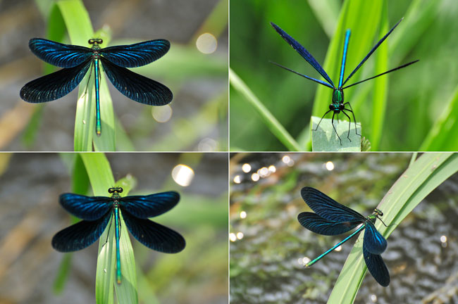 アオハダトンボの撮り方（失敗作？）