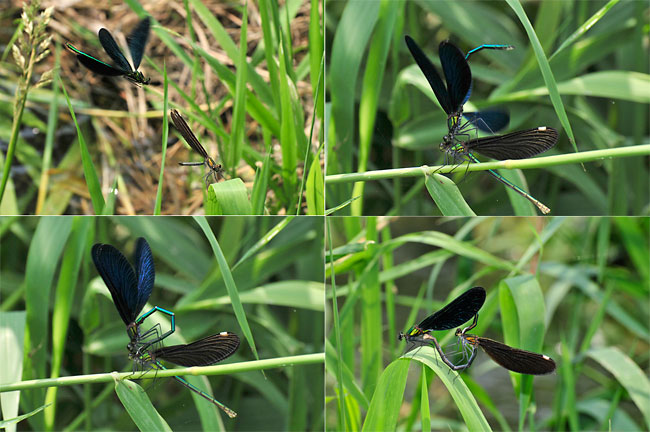 アオハダトンボの交尾