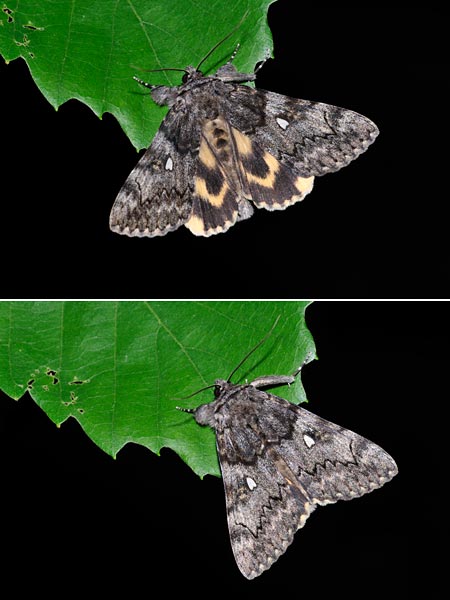 アサマキシタバ